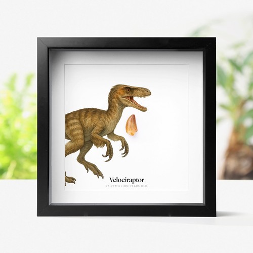 Velociraptor raptor tooth - tooth, &