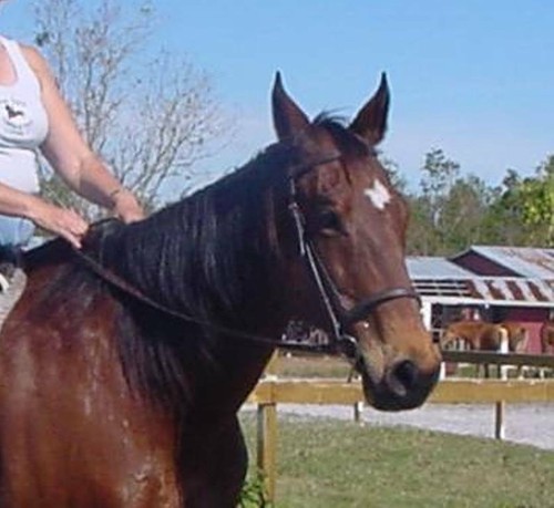 Black brown tan - black,