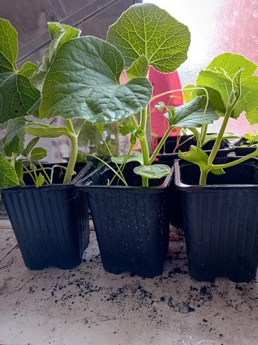 Pani kodu bottle gourd - 4x,