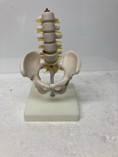 Lumbar Spine Model of The Human Skeleton Model With Pelvis