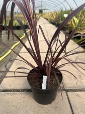 Cordyline 'Festival Burgundy'