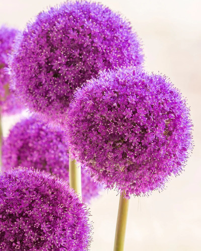 Allium christophii bulbs - 5x,