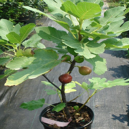 Brown turkey fig years - fig, 3-4