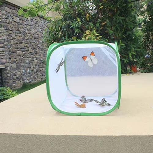 Butterfly insect mesh - mesh, habitat