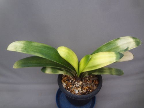 Clivia miniata light of - clivia, 'light