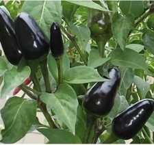 💥Hot Short Black Devil