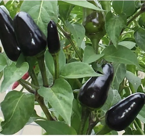 Hot short black devil - black,