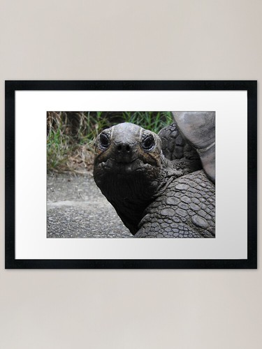 Aldabra giant tortoise framed - giant,