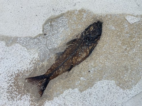 Large fossil fish specimen - fish,