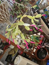 3  Christmas And Thanksgiving