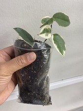 Hoya carnosa Krimson Queen Healthy well rooted highly variegated, one plant UK