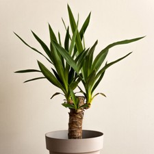 Indoor yucca plant single - plant,,
