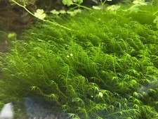 Fissidens Fontanus Aquarium Foam (Phoenix Moss)