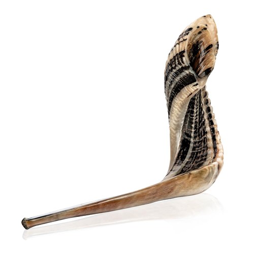 Kosher ram shofar horn from - kosher,