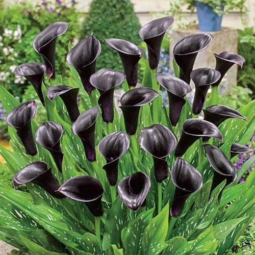 Pretty imported double calla - double,