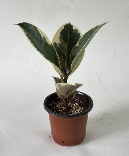 Ficus elastica tineke indoor - ficus,