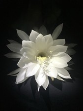 Epiphyllum Oxypetalum (kadupul Plant) Queen Of The Night