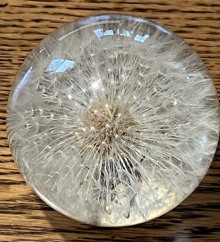 Hafod grange dandelion seed - grange,