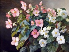 Still Life Begonias Accent