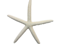 Giant starfish craft table - starfish,