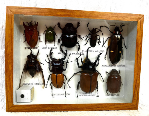 Beetle insect entomology wood - insect,