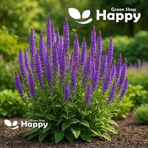 Perennial sage seeds salvia - sage,