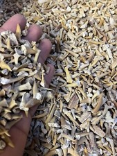 1 Small Mixed Sand Shark