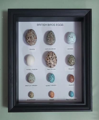 British birds eggs collection - british,