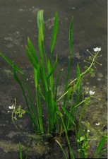 3X SAGITTARIA GRAMINENEA