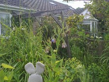 One Common comfrey plant in a