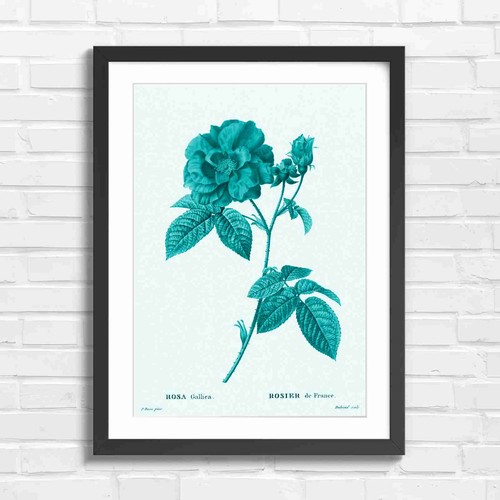 Red rose botanical art - art, teal