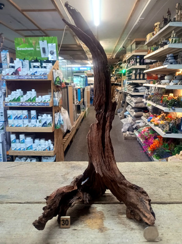 Med large ancient root wood - ancient,