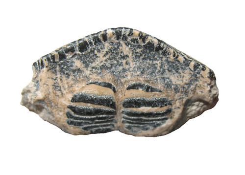 Miocene bone valley formation - miocene,
