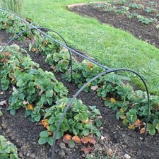 Garden Cloche, Hoop Tunnel