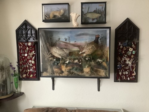 Large glazed case pheasants - of,