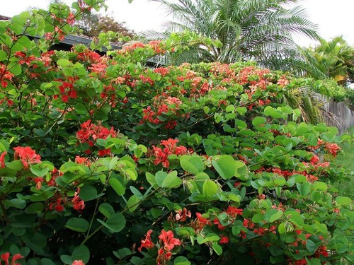 Red orchid tree bauhinia - red,