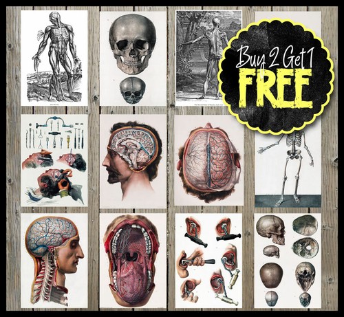 Vintage retro medical - vintage, anatomy