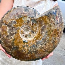 15.58LB Rare natural polished Natural conch fossil specimens of Madagascar