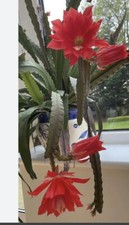 EPIPHYLLUM "ACKERMANII" ORCHID CACTUS. HOUSE PLANT, 11cm  Pot. Hunging. Red flow