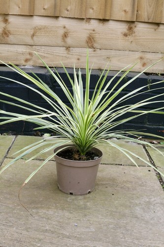 Cordyline australis lime - australis, ‘lime