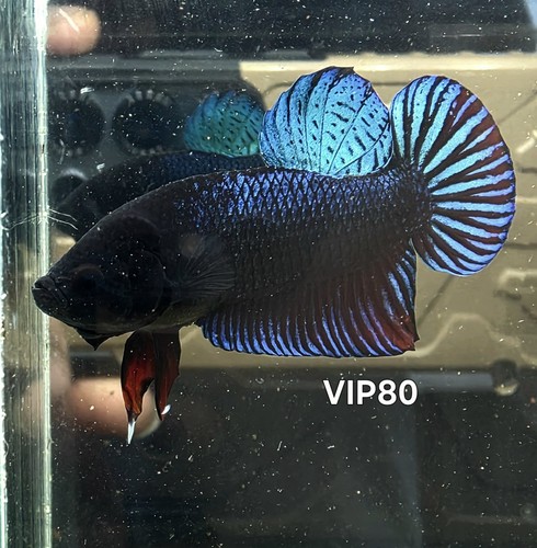 Betta plakat fighter - betta,