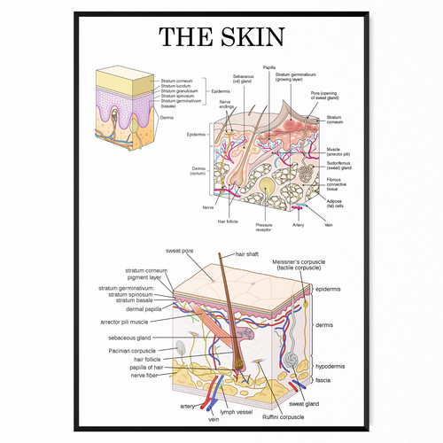 The human skin anatomy - the,
