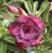 Adenium obesum - Desert Rose - Mongkol Violet - Freshly Arrived from Thailand