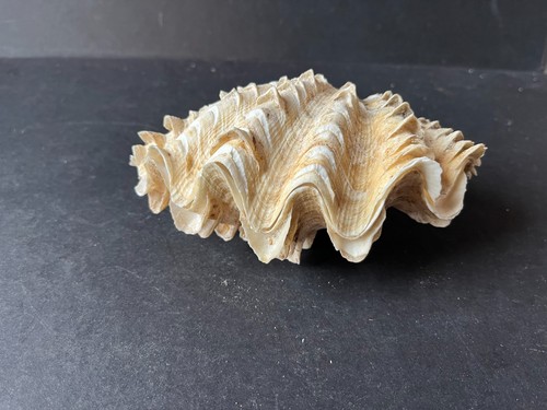Fluted giant clam sea - giant,