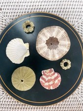 4x Mixed Sized Sea Urchins +