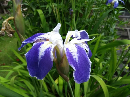 Iris laevigata mottled beauty - laevigata,