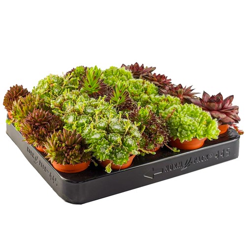 Sempervivum mix plants - sempervivum,