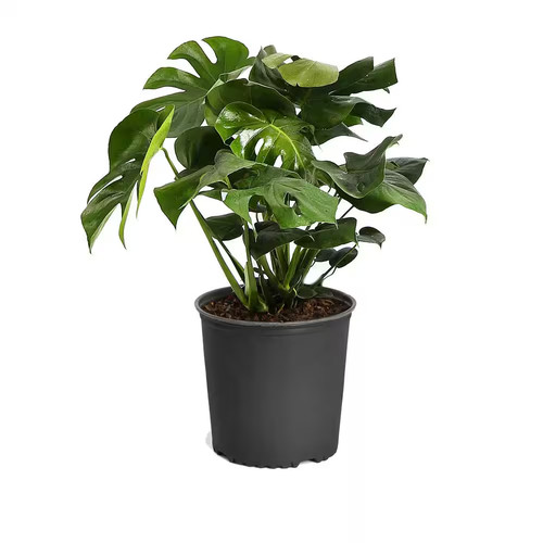 Swiss cheese plant - swiss,