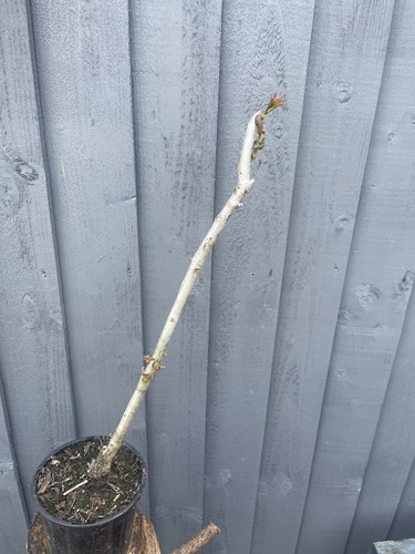 Potted english oak tree - english,