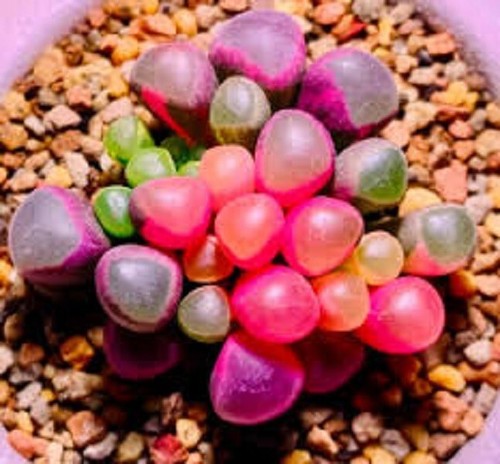 Seeds fenestraria - 5, x